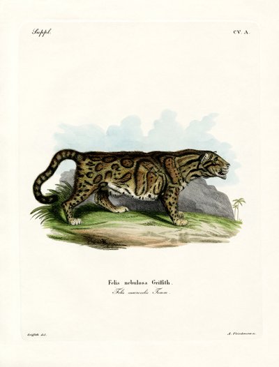 Clouded Leopard by German School
