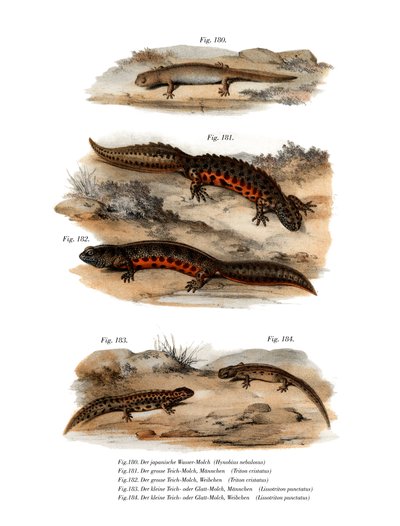 Clouded Salamander by German School
