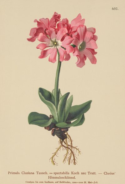 Clusiana Primrose by German School