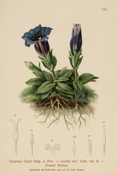 Clusius Gentian by German School