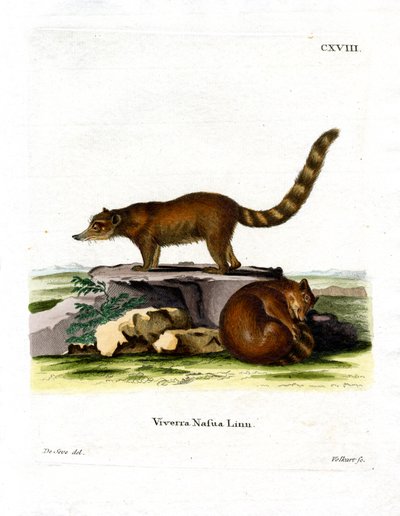 Coati by German School