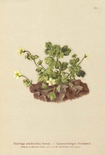 Cobweb Saxifrage by German School