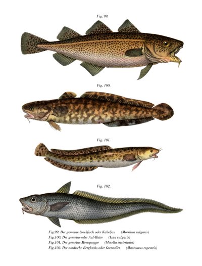 Codfish by German School