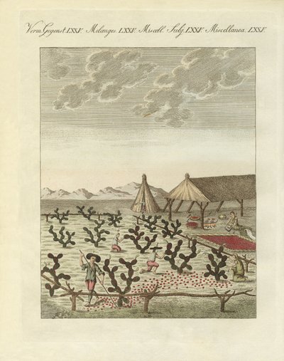 Collecting cochenilles by German School