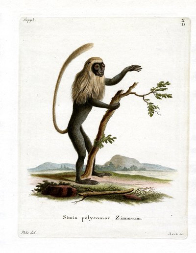 Colobus Monkey by German School