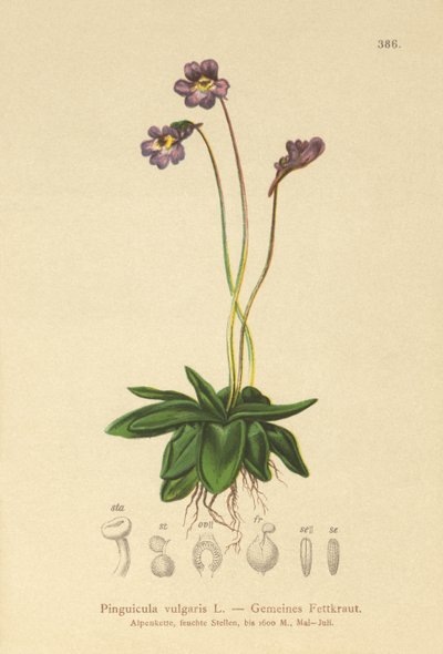 Common Butterwort by German School