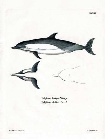 Common Dolphin by German School
