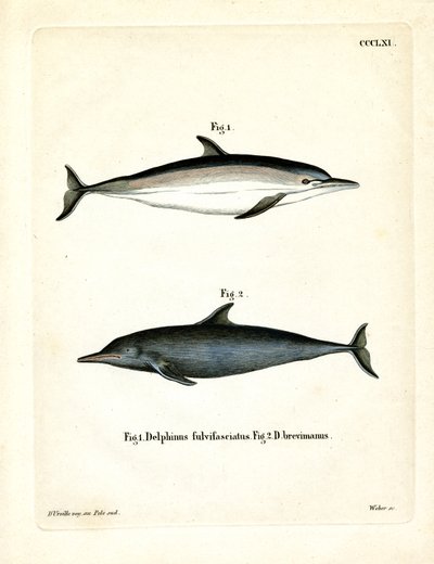 Common Dolphin by German School