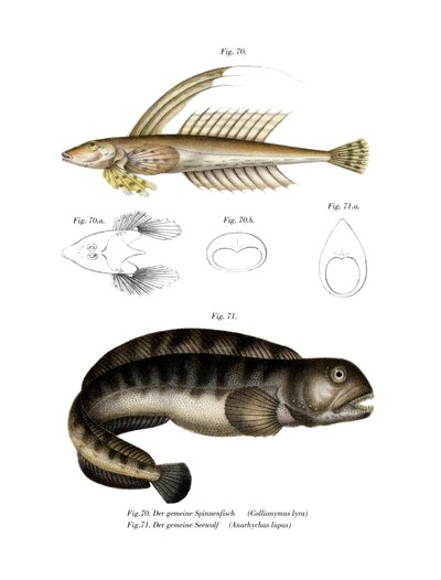 Common Dragonet by German School