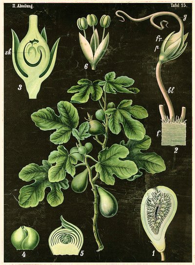 Common Fig by German School