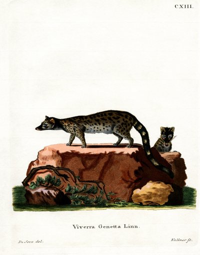 Common Genet by German School