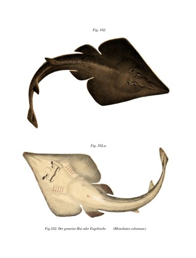 Common Guitarfish by German School