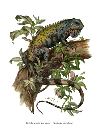 Common Iguana by German School