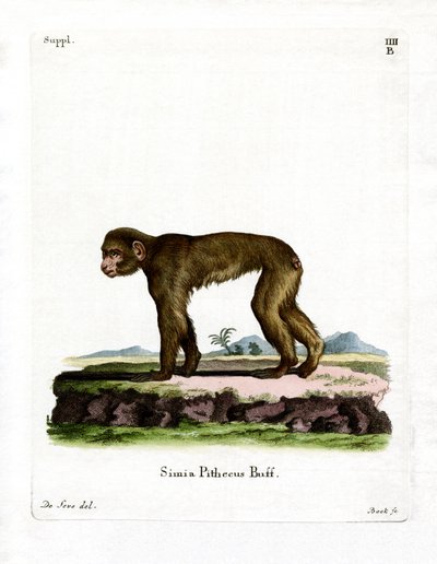 Common Macaque by German School