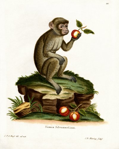 Common Macaque by German School