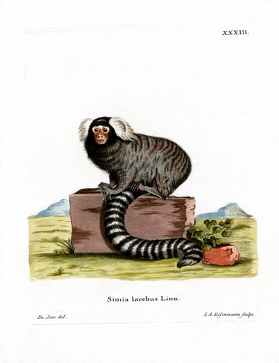 Common Marmoset by German School