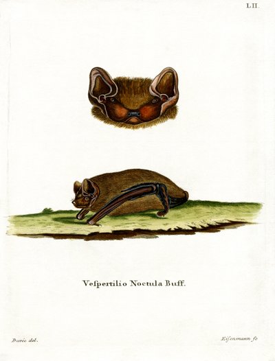Common Noctule Bat by German School