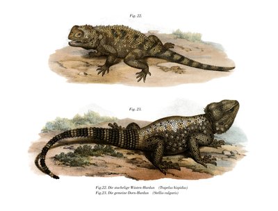 Common Spiny Agama by German School
