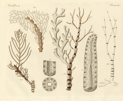 Coral Polyps by German School
