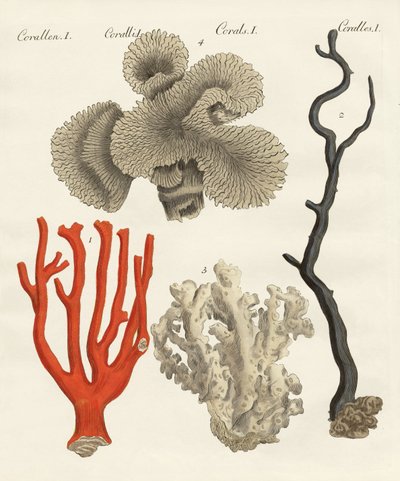 Corals by German School
