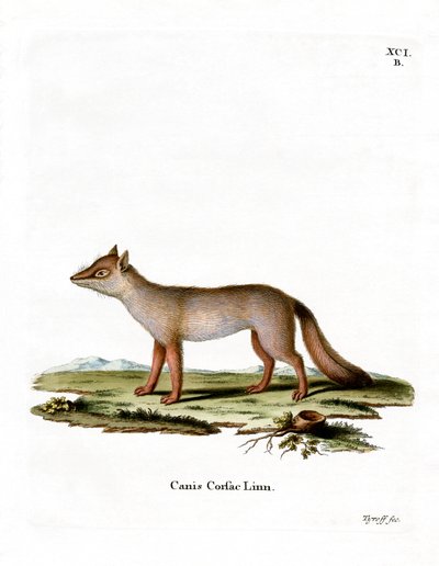 Corsac Fox by German School