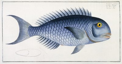 Coryphaena Coerulea by German School