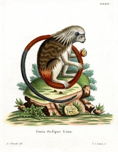 Cotton-top Tamarin by German School