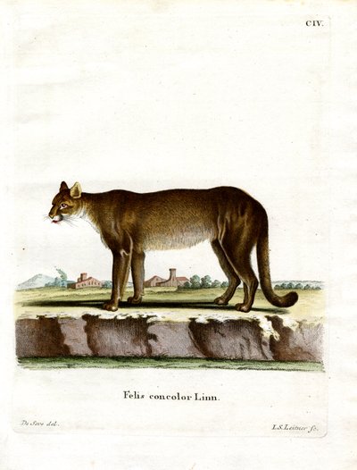 Cougar by German School