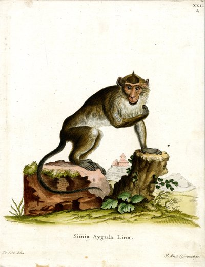 Crab-eating Macaque by German School