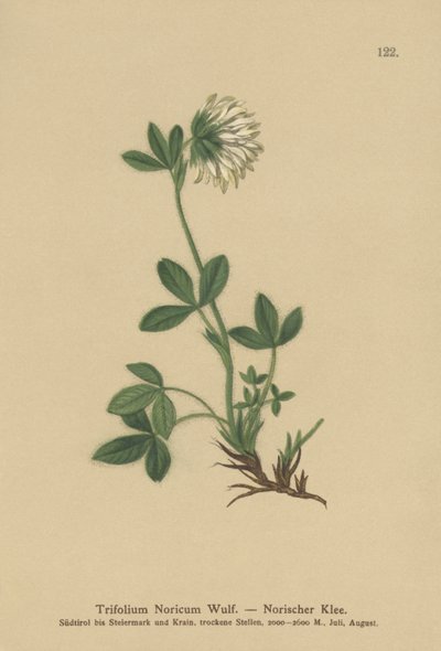 Cream Clover by German School