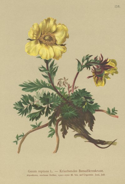 Creeping Avens by German School