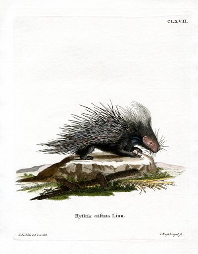 Crested Porcupine by German School