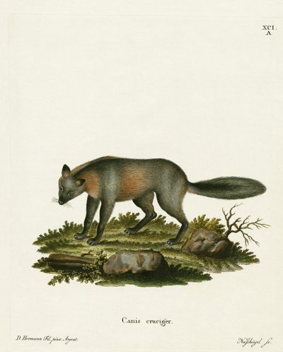 Cross Fox by German School