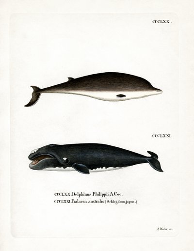 Cuvier