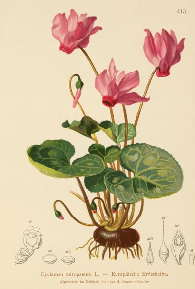 Cyclamen by German School