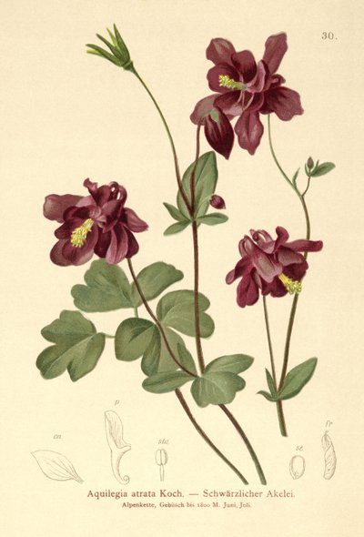Dark Columbine by German School