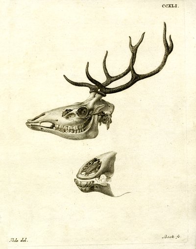 Deer Antlers by German School