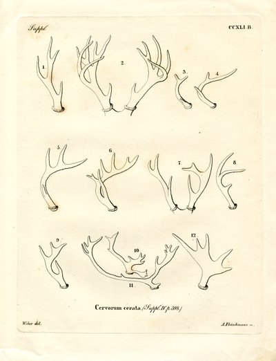 Deer Antlers by German School