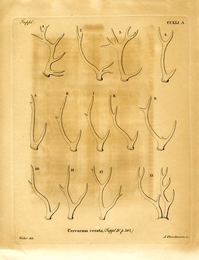 Deer Antlers by German School