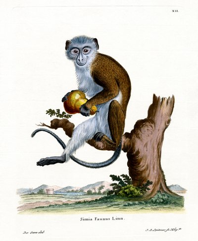 Diana Monkey by German School