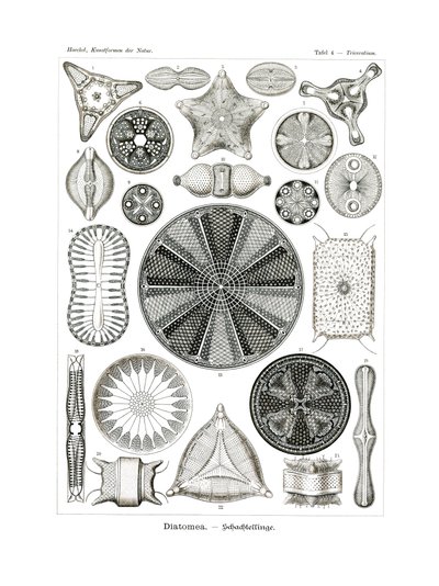 Diatomea, 1899-1904 by German School