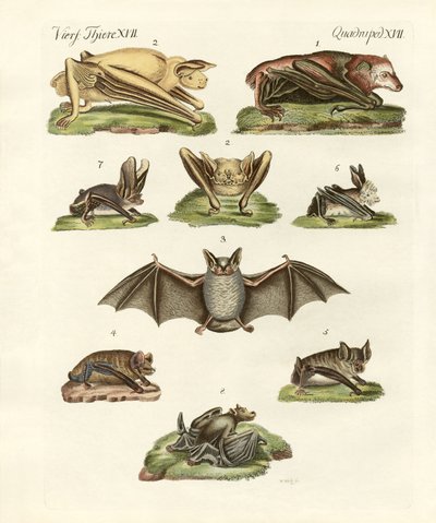 Different kinds of bats by German School