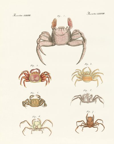 Different Kinds of Crabs by German School