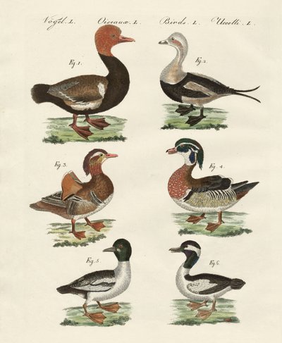 Different kinds of ducks by German School