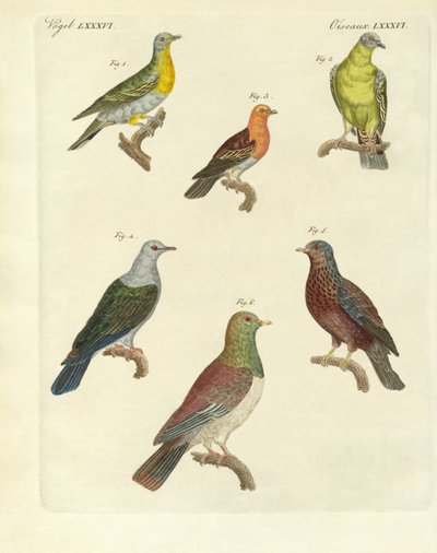 Different Kinds of Exotic Pigeons by German School