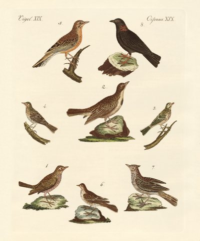 Different Kinds of Larks by German School