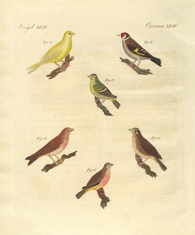 Different kinds of larks by German School