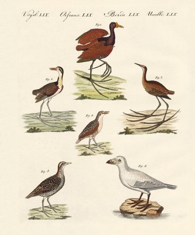 Different Kinds of Marsh-Birds by German School