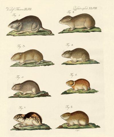 Different Kinds of Mice by German School