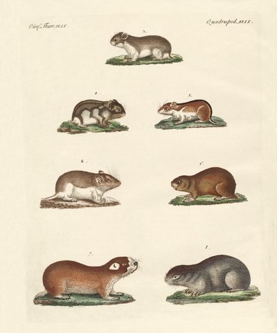 Different Kinds of Mice by German School